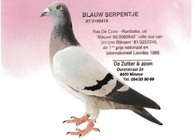 blauw_serpentje