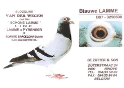 blauwe_lamme