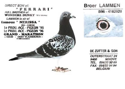 boer_lammen