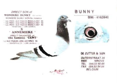 bunny