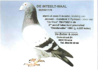 de_inteelt_waal