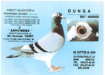 dunga
