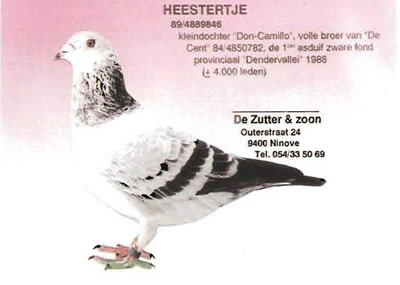 heestertje