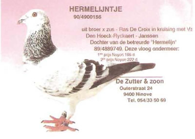 hermelijntje
