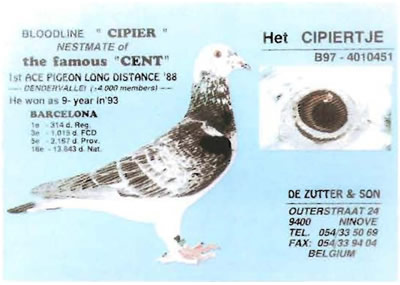 het_cipiertje