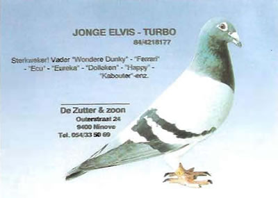jonge-elvis-turbo