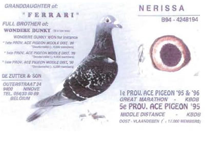 nerrisa