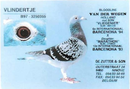 vlindertje